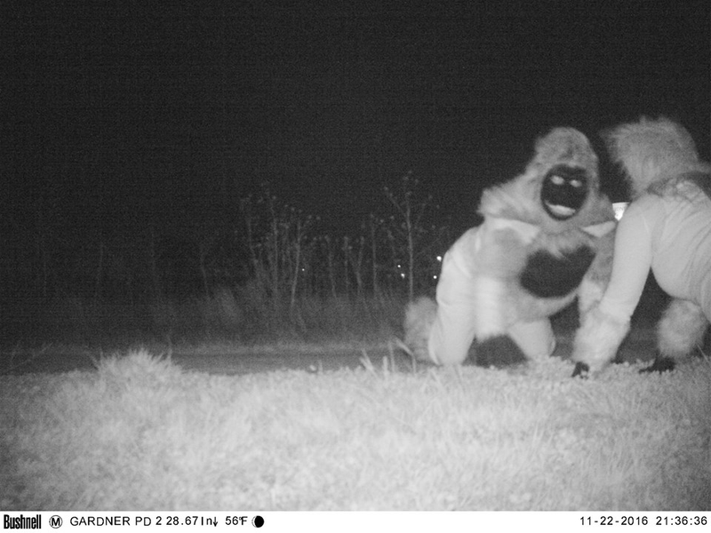 Illustration for article titled Police set up camera to record wildlife, capture shithead teens instead